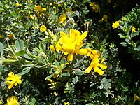 Genista monspessulana