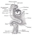 Human embryo about fifteen days old. Brain and heart represented from right side. Digestive tube and yolk sac in median section.