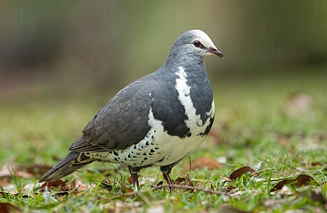 Wonga pigeon, by JJ Harrison