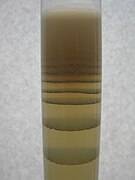 Liesegang rings of Magnesium hydroxide in Agar gel - (3).jpg