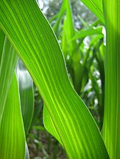Паралелна нерватура код листа кукуруза