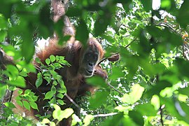 Mama and baby Yuli Seperi.jpg