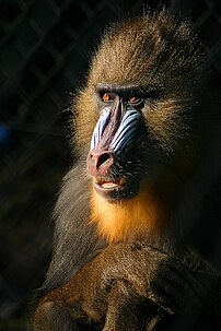 Un mandrill (Mandrillus sphinx) (définition réelle 800 × 1 200)