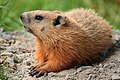 15 Marmota monax UL 04 uploaded by Cephas, nominated by Tomer T