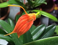 Masdevallia ingridiana