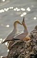 Morus bassanus, Northern Gannet