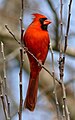 Northern Cardinal (male)