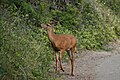 Odocoileus hemionus