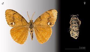 Orgyia antiqua - mâle et femelle Muséum de Toulouse
