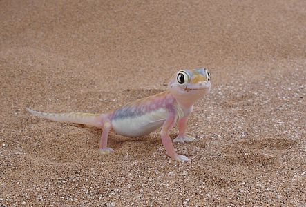 Pachydactylus rangei