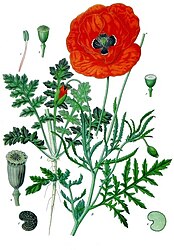 Papaver rhoeas L.