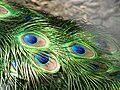 رنگ‌های رنگین‌کمانی درخشان پرهای دم طاووس با رنگ‌آمیزی ساختاری ایجاد می‌شود.