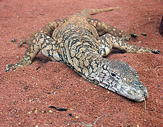 Goanna.