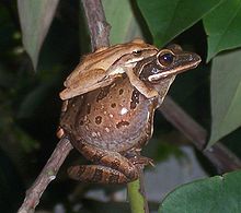 Amplexus létavek obecných. Větší samice sedí na větvi a menší samec se jí drží za podpaží