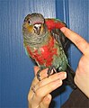 Crimson-bellied parakeet (Pyrrhura perlata)