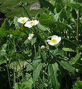 Ranunculus aconitifolius