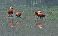 Ruddy shelduck (Tadorna ferruginea)