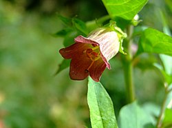 A belladonna