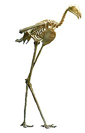 esqueleto de ave rapaz de patas largas
