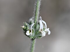 Sideritis hirsuta kz04.jpg