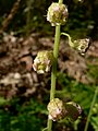 Tellima grandiflora