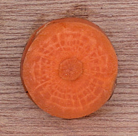 secundaire wortel: dwarsdoorsnede wortel 'Amsterdamse Bak'