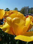 Yellow Tulips (5718716847).jpg