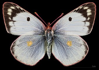 Colias hyale ♀