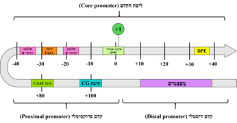 סכמה המדגימה מבנה קדם ואלמנטים מרכזיים בדנ"א גנומי של איאוקריוטים.png