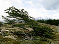 Nothofagus antarctica