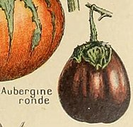 Adolphe Millot legume et plante potageres-pour tous tomate aubergine ronde.jpg