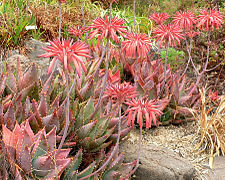 Aloe mitriformis 1.jpg