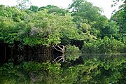 Амазония е най-богатата и биоразнообразна екваториална гора в света[40]