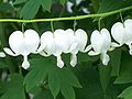 Dicentra spectabilis 'Alba'