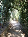 Jedna z cest krytých vegetací na straně Viottolone