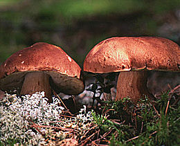 pina boleto (Boletus pinophilus)