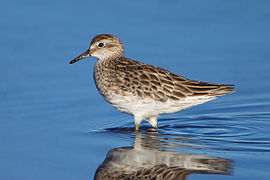 Calidris acuminata - Hexham Swamp