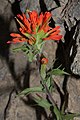 Castilleja hispida