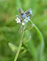 Changing Forget-me-not