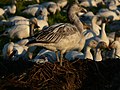 Chen caerulescens