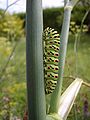 carplute machaon din un gardin