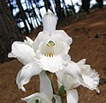 Chloraea crispa, una orquídea endémica de Chile.