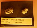 Cummingella johnesii Trilobite Fossils