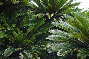 Cycads