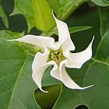 doornappel (Datura stramonium)