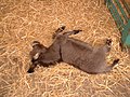 Mladunče magarca spava