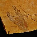 Fossile di Eryma cf. punctatum
