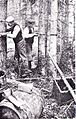 Aplikace lepových pásů na stromy (Švédsko, 1898–1902)