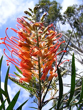 Grevillea banksii