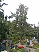 Lübeck Lärche Burgtorfriedhof.jpg